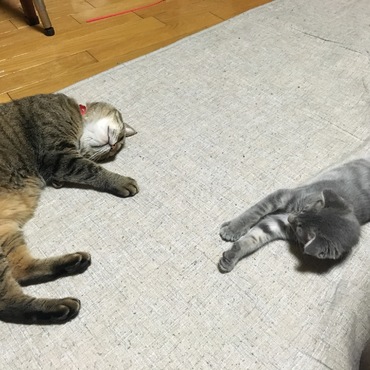 何でも真似する。
