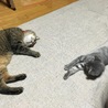 何でも真似する。
