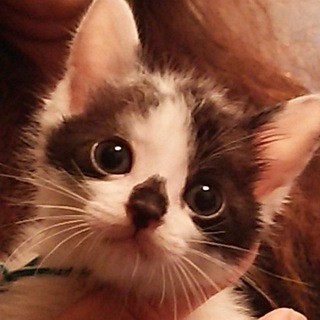 一時停止❗白黒半長毛❤可愛い❤わんこ君