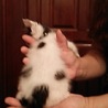 一時停止❗白黒半長毛❤可愛い❤わんこ君 サムネイル4