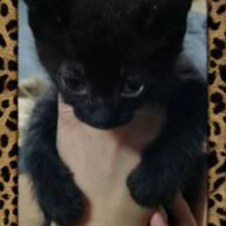 黒猫軍団②「クララ」ちゃん