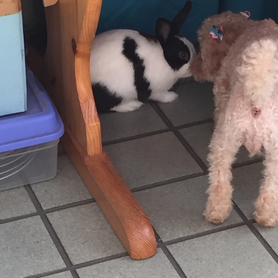 ピッピのカバー写真