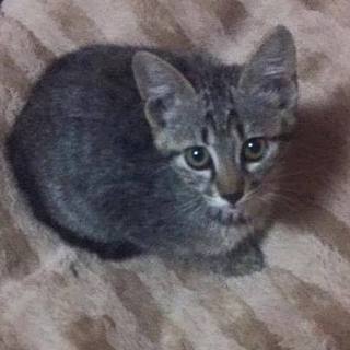 元気な女の子です！