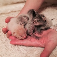 子猫4匹里親様募集中