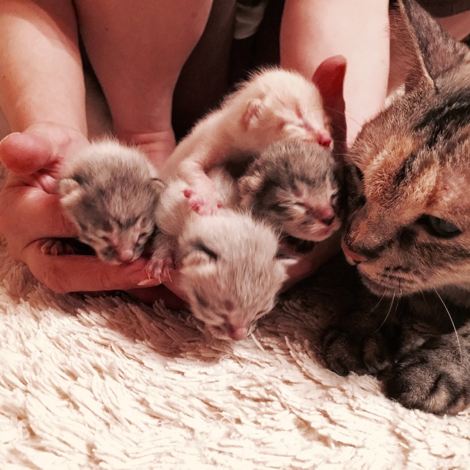 子猫4匹里親様募集中のカバー写真