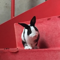 しずく