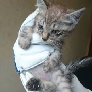 ★急募！里親探しています★