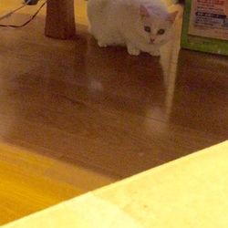 ビやんこ 掃除機にビビる