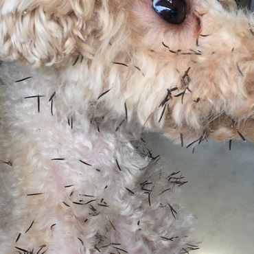 猫を追って脱走…こんなひどい姿で帰宅(;_;)