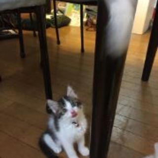 フワフワシロキジの「桃太郎」くんです