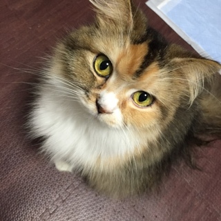 雑種ニャンコちゃんズ(ΦωΦ)(ΦωΦ)