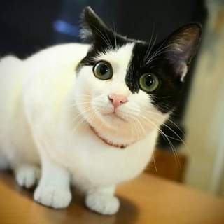 地域猫指定地区へ遺棄  いっちゃん