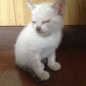 5/10生まれの子猫です！トイレ覚えてます