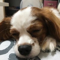 レオ