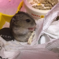 パピコ