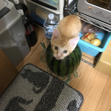 の写真