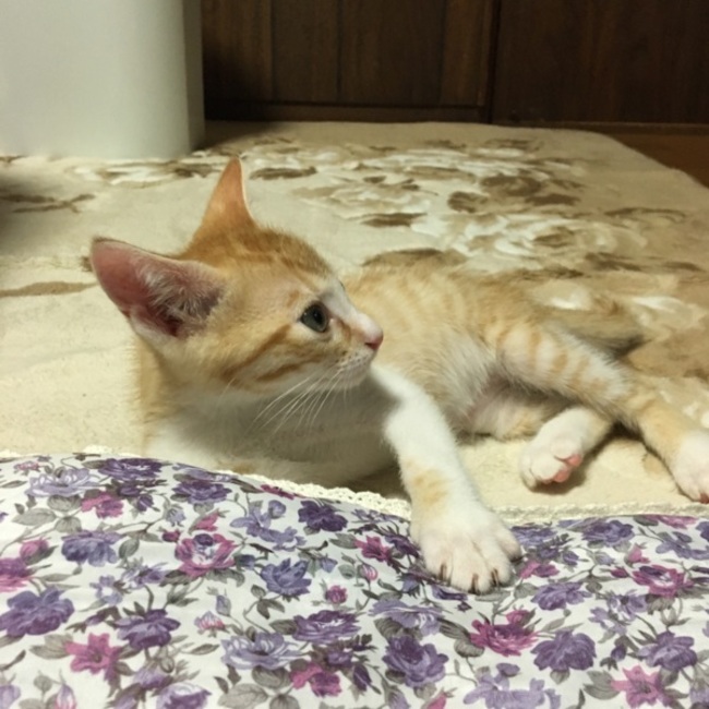 ゆきにゃんたのカバー写真