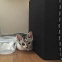 子猫で生後2〜6カ月くらいです