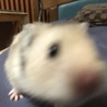 丸かいてちゅん、