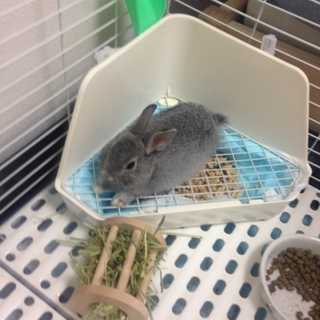 ミニウサギ、里親募集