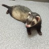 マーシャルフェレット 里親さん決定しました。 サムネイル2