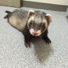 マーシャルフェレット 里親さん決定しました。 サムネイル3
