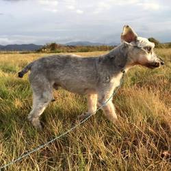 郡山いぬねこ譲渡会