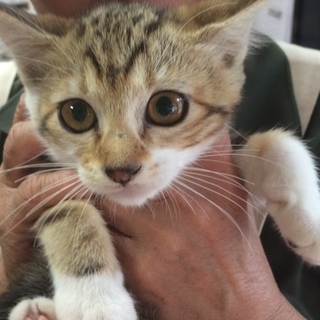 至急お願いします！