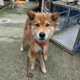 田村市船引町　２８０７０４ 　中型オス