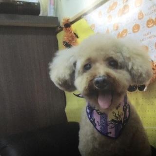 末長く可愛がってくださる方募集いたします。