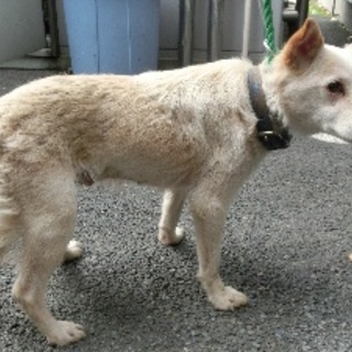 郡山市保健所　田村町で保護された女の子