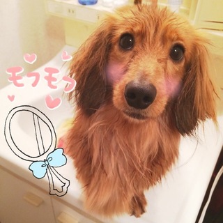 はろくん２歳。大切にしてくださる方！