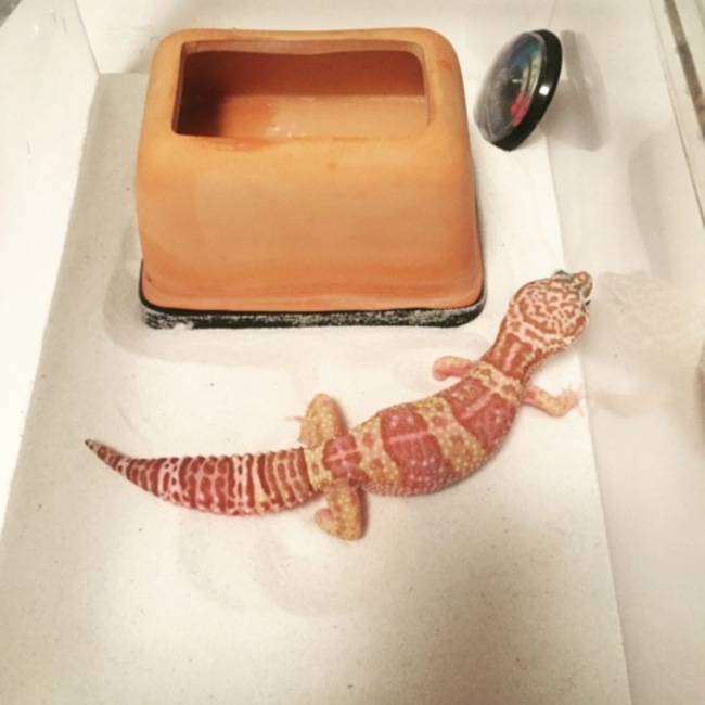 ＴａｎｉｍｏｔｏＲｅｉｊｉのカバー写真
