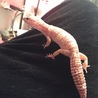 ピンクパンサー