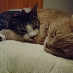 「ごはん念願の子猫を育てる」サムネイル1