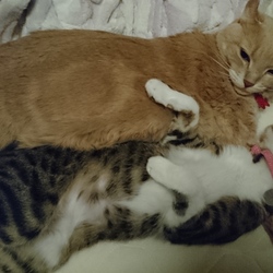 「ごはん念願の子猫を育てる」サムネイル2