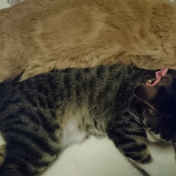 「ごはん念願の子猫を育てる」サムネイル3