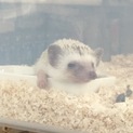 ハリネズミ♂シナモン里親様募集