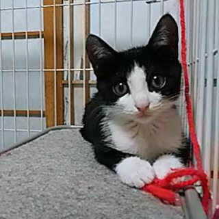 3か月 ハチワレの里親さん募集してます