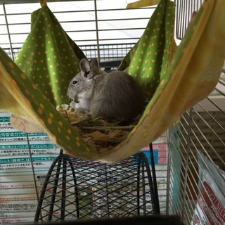 デグー赤ちゃん