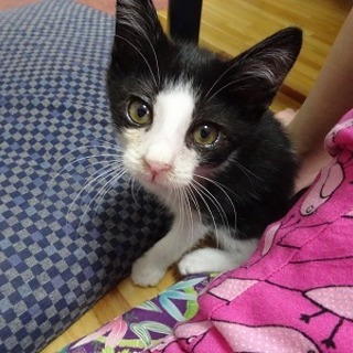 ハチワレ子猫　コタくん　2ヶ月半