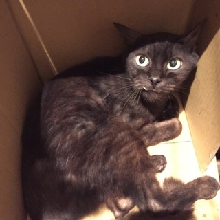保護猫の里親を探しています