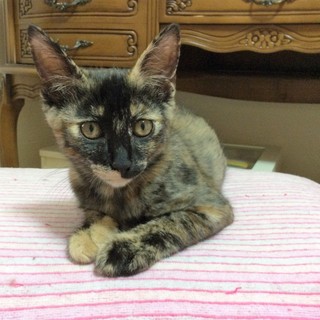 フレンドリーなサビ姉妹里親募集中　フーミンちゃん