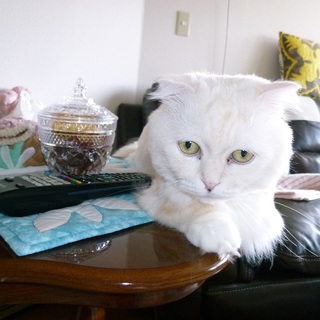 ★マンチカンmix★超～短足くん( ΦωΦ )