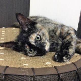 フレンドリーなサビ姉妹里親募集中 ヘレンちゃん