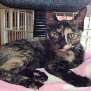 フレンドリーなサビ姉妹里親募集中 ほのかちゃん