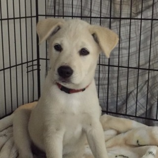 応募者多数の為新規応募停止中