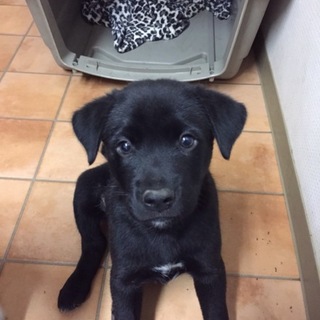 応募者多数のため新規応募停止。