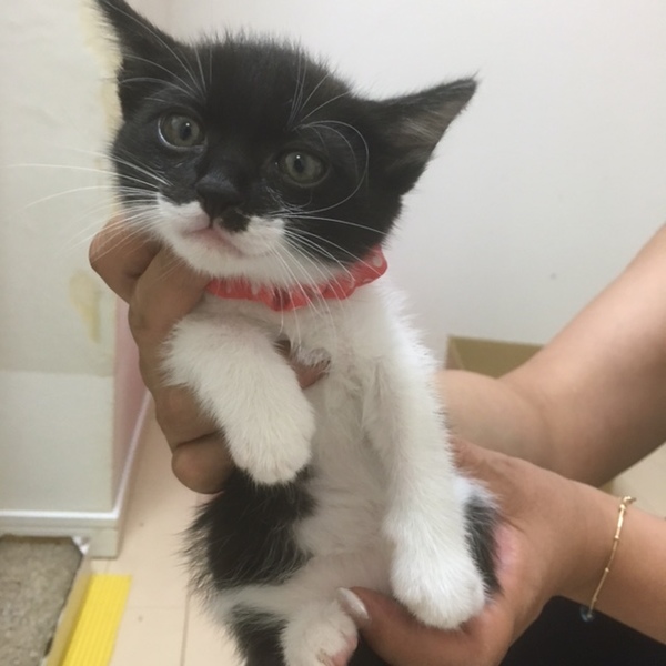 バットマンな子猫 2ヶ月 東京都 猫の里親募集 ペットのおうち 月間利用者150万人