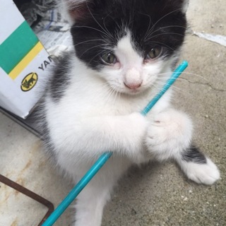 人懐っこいハチワレにゃんこです♪♪